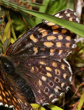 Okkergul pletvinge, Melitaea cinxia melanistisk han, Lundby hede, Vesthimmerland d. 15 juni 2005. Fotograf: Lars Andersen