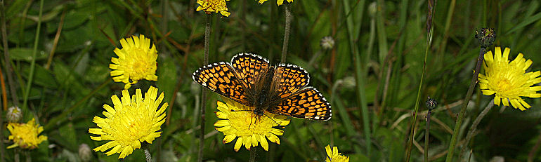 Okkergul pletvinge, Melitaea cinxia p hgeskg, Lundby hede, Vesthimmerland d. 15 juni 2005. Fotograf: Lars Andersen