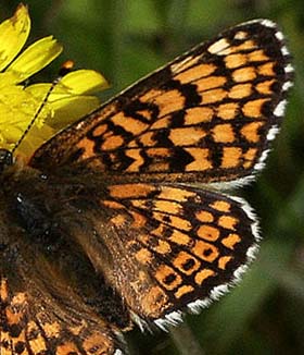 Okkergul pletvinge, Melitaea cinxia p hgeskg, Lundby hede, Vesthimmerland d. 15 juni 2005. Fotograf: Lars Andersen