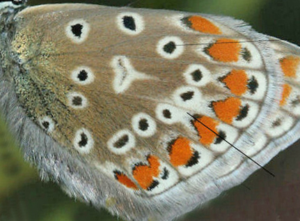 Almindelig blåfugl Polyommatus icarus hun, Lynetten, Put and take, Københavns havn d. 31 juli 2005. Fotograf: Lars Andersen