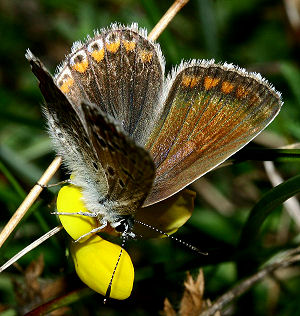 Almindelig blåfugl Polyommatus icarus, Røsnæs d. 15 august 2005. Fotograf: Lars Andersen