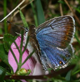 Almindelig blåfugl Polyommatus icarus, Røsnæs d. 15 august 2005. Fotograf: Lars Andersen