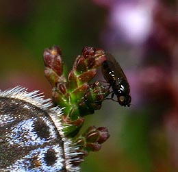 Almindelig blåfugl Polyommatus icarus, Melby overdrev d. 21 august 2005. Fotograf: Lars Andersen