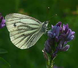 Grønåret Kålsommerfugl, Artogeia napi. Lynetten d. 21 august 2005. Fotograf: Lars Andersen