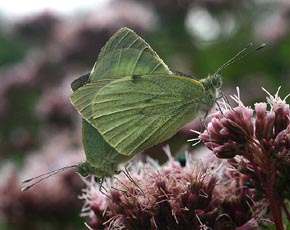 Stor Kålsommerfugl, Pieris brassicae parring. Holtug kalkbrud, Stevens d. 16 august 2005. Fotograf: Lars Andersen