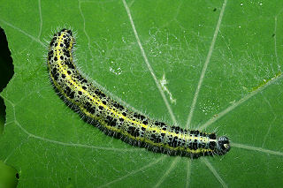 Stor Klsommerfugl, Pieris brassicae larve p Tallerkensmkker. H/F Vennelyst d. 28 august 2005. Fotograf: Lars Andersen