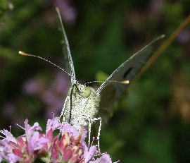 Stor Klsommerfugl, Pieris brassicae. Lderup, Skne, Sverige d. 20 juli 2005. Fotograf: Lars Andersen