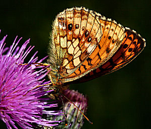 Engperlemorsommerfugl, Brenthis ino på Kær-Tidsel, Cirsium palustre. Farum d. 26 juni 2005. Fotograf: Lars Andersen