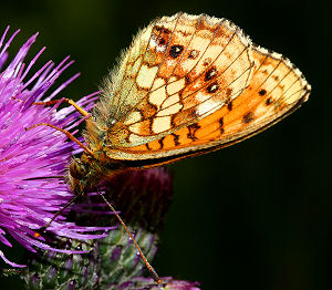 Engperlemorsommerfugl, Brenthis ino p Kr-Tidsel, Cirsium palustre. Farum d. 26 juni 2005. Fotograf: Lars Andersen