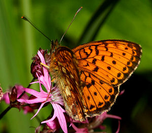 Engperlemorsommerfugl, Brenthis ino p Trvlekrone, Lychnis viscaria. Farum d. 26 juni 2005. Fotograf: Lars Andersen