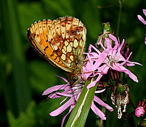 Engperlemorsommerfugl, Brenthis ino p Trvlekrone, Lychnis viscaria. Hestetang Mose, Farum d. 26 juni 2005. Fotograf: Lars Andersen