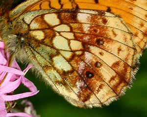 Engperlemorsommerfugl, Brenthis ino på Trævlekrone, Lychnis viscaria. Farum d. 26 juni 2005. Fotograf: Lars Andersen