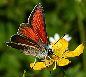 Violetrandet ildfugl. Lycaena hippothoe. han på Kær-Ranunkel, Ranunculus flammula. Farum d. 29 juni 2005. Fotograf: Lars Andersen