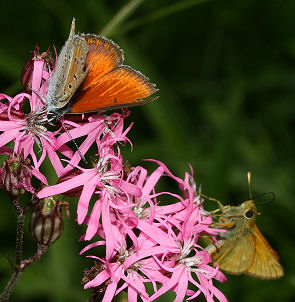 Stor Bredpande, Ochlodes sylvanus sammen med en Violetrandet ildfugl på trævlekrone. Farum d. 29 juni 2005. Fotograf: Lars Andersen