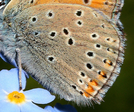Violetrandet ildfugl. Lycaena hippothoe. han,  Farum d. 29 juni 2005. Fotograf: Lars Andersen