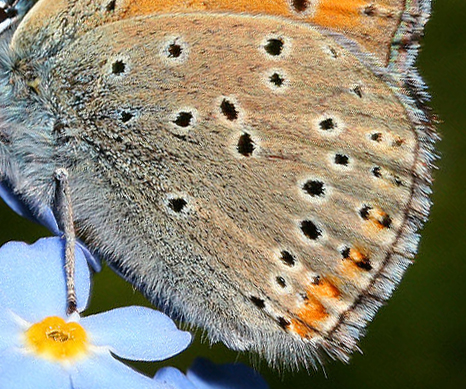 Violetrandet ildfugl. Lycaena hippothoe. han,  Farum d. 29 juni 2005. Fotograf: Lars Andersen