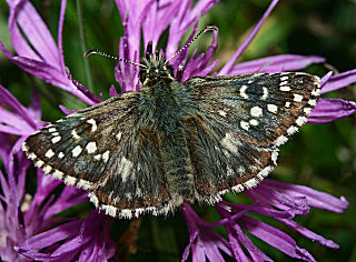 Fransk Bredpande, Pyrgus armoricanus. Røsnæs, Vestsjælland. d. 15 august 2005. Fotograf: Lars Andersen