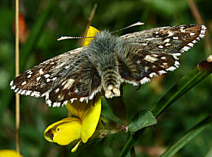 Fransk Bredpande, Pyrgus armoricanus. Rsns, Vestsjlland. d. 15 august 2005. Fotograf: Lars Andersen