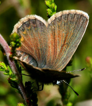 Argus blfugl, Plebejus argus hun, Heatherhill, Nordsjlland  d.  23 juni 2005. Fotograf: Lars Andersen