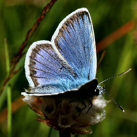 Argus blfugl, Plebejus argus han. Melby Overdrev d. 22 juni 2004