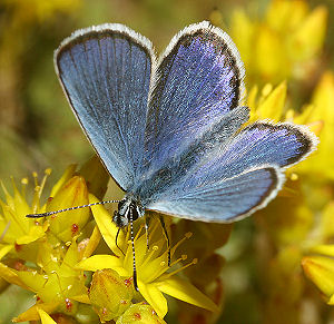 Foranderlig blfugl, Plebejus idas han. Melby Overdrev d. 24 juni 2005. Fotograf: Lars Andersen