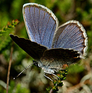 Foranderlig blfugl, Plebejus idas han. Melby Overdrev d. 24 juni 2005. Fotograf: Lars Andersen