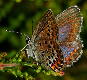 Foranderlig blfugl, Plebejus idas hun. Melby Overdrev d. 24 juni 2005. Fotograf: Lars Andersen