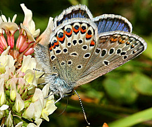 Foranderlig blfugl, Plebejus idas han. Melby Overdrev d. 24 juni 2005. Fotograf: Lars Andersen