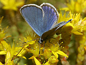 Foranderlig blfugl, Plebejus idas han. Melby Overdrev d. 24 juni 2005. Fotograf: Lars Andersen