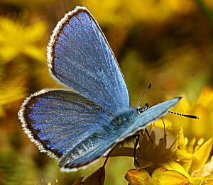 Foranderlig blfugl, Plebejus idas han. Melby Overdrev d. 24 juni 2005. Fotograf: Lars Andersen