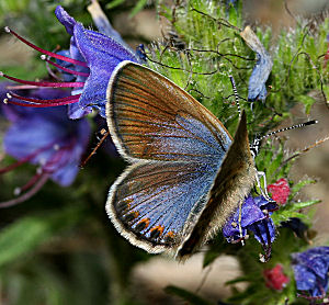 Foranderlig blfugl, Plebejus idas hun. Skagen klitplantage, den tilsandede kirke d. 9 juli 2005. Fotograf: Lars Andersen