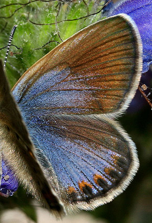 Foranderlig blfugl, Plebejus idas hun. Skagen klitplantage, den tilsandede kirke d. 9 juli 2005. Fotograf: Lars Andersen