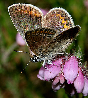 Foranderlig blfugl, Plebejus idas hun. Skagen klitplantage, den tilsandede kirke d. 9 juli 2005. Fotograf: Lars Andersen