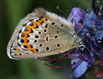 Foranderlig blfugl, Plebejus idas hun. Skagen klitplantage, den tilsandede kirke d. 10 juli 2005. Fotograf: Lars Andersen