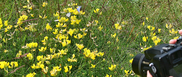 Foranderlig blfugl, Plebejus idas han. Melby Overdrev d. 24 juni 2005. Fotograf: Lars Andersen