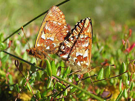 Moseperlemorsommerfugl, Boloria aquilonaris. Ryegaard. Hornsherred. Sjlland. juni 2005. Fotograf: Henrik Mathiassen