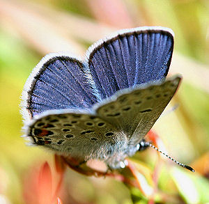 Bølleblåfugl, Plebejus optilete. Bøllemose, Jægersborg hegn, Nordsjælland d. 3 juli 2005. Fotograf: Lars Andersen