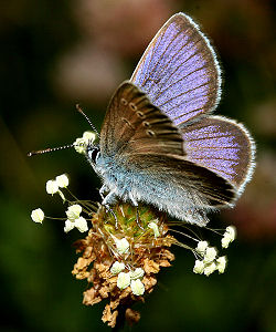 Engblfugl, Cyaniris semiargus. Brandbjerg/ Nygrd, Jgerspris. d.  3 juli 2005. Fotograf: Lars Andersen