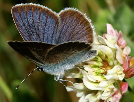 Engblfugl, Cyaniris semiargus, Brandbjerg. Jgerspris. juli 2005. Fotograf: Lars Andersen