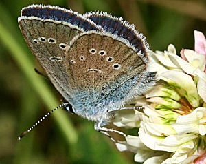 Engblfugl, Cyaniris semiargus. Brandbjerg/ Nygrd, Jgerspris. d.  3 juli 2005. Fotograf: Lars Andersen