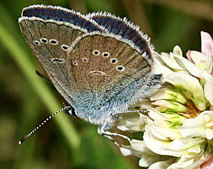 Engblfugl, Cyaniris semiargus. Brandbjerg/ Nygrd, Jgerspris. d.  3 juli 2005. Fotograf: Lars Andersen