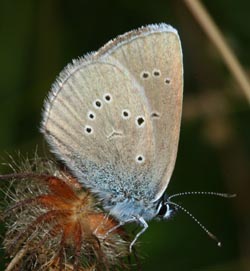 Engblfugl, Cyaniris semiargus. Lyngsj, Skne. d.  20 juli 2005. Fotograf: Lars Andersen