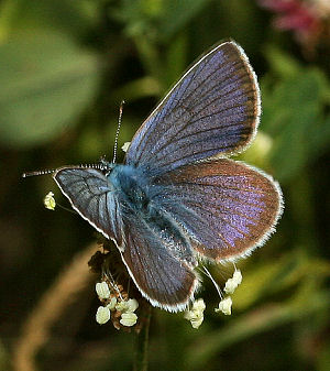 Engblfugl, Cyaniris semiargus. Brandbjerg/ Nygrd, Jgerspris. d.  3 juli 2005. Fotograf: Lars Andersen