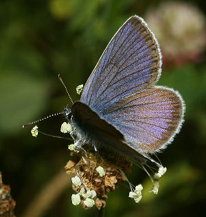 Engblfugl, Cyaniris semiargus. Brandbjerg/ Nygrd, Jgerspris. d.  3 juli 2005. Fotograf: Lars Andersen