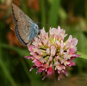 Engblfugl, Cyaniris semiargus. Brandbjerg/ Nygrd, Jgerspris. d.  3 juli 2005. Fotograf: Lars Andersen