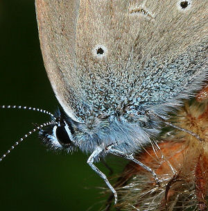 Engblfugl, Cyaniris semiargus. Lyngsj, Skne. d.  20 juli 2005. Fotograf: Lars Andersen