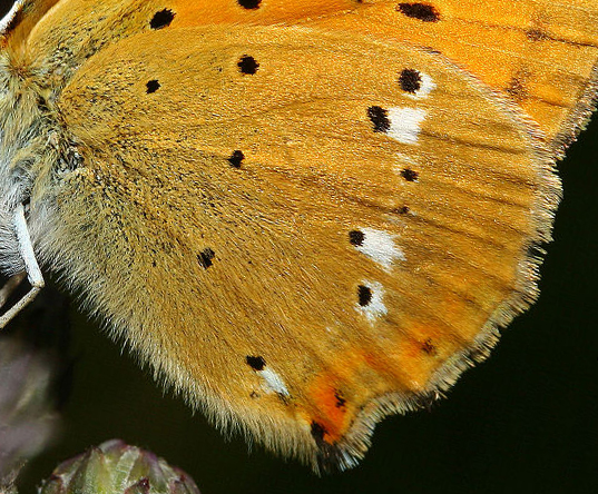 Dukatsommerfugl, Lycaena virgaureae. Brandbjerg, 3 juli 2005. fotograf: Lars Andersen