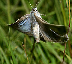 Sortplettet blfugl, Maculinea arion. Hvbleget d. 4 juli - 2005. Fotograf: Lars Andersen