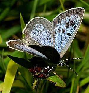 Sortplettet blfugl, Maculinea arion. Hvbleget d. 4 juli - 2005. Fotograf: Lars Andersen