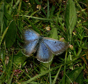 Sortplettet blfugl, Maculinea arion. Hvbleget d. 4 juli - 2005. Fotograf: Lars Andersen